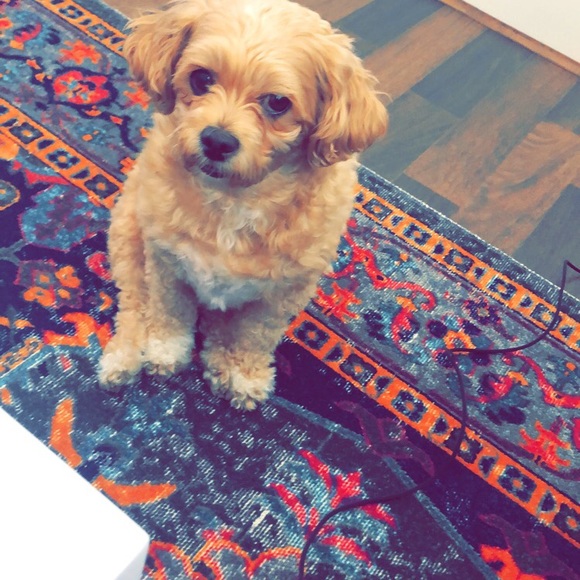 Meet your Posher, Andrew - Picture 3 of 3